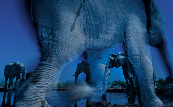 top professional wildlife photographers - this elephant photo won the wildlife photographer of the year contest