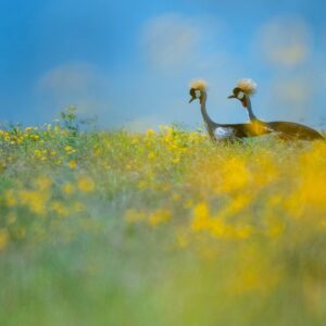 fine art wildlife photography - Crowned Cranes