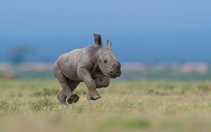 african wildlife photographer - baby rhino