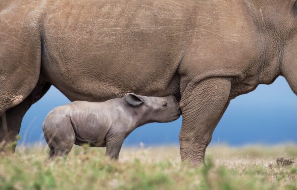 african conservation photography - baby rhinoceros