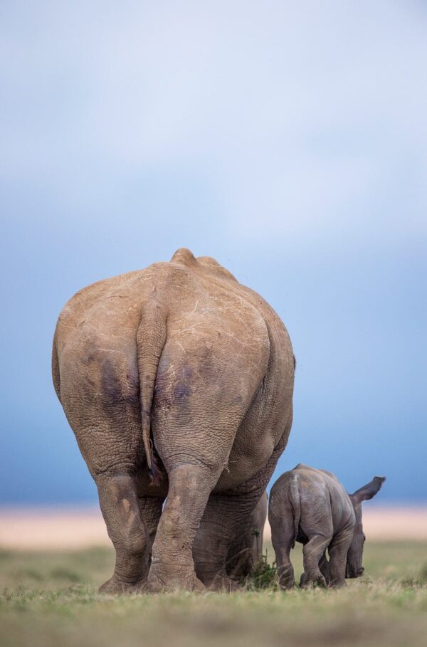 african wildlife photographer - Rhino Bums