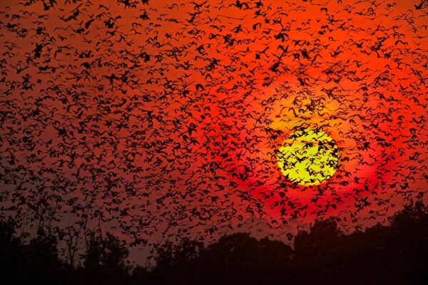 wildlife silhouettes - Bat Blizzard
