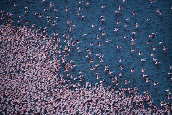 fine art wildlife photographer - Flamingo Take-Off