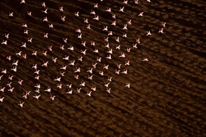 fine art wildlife photographer - flamingo trails