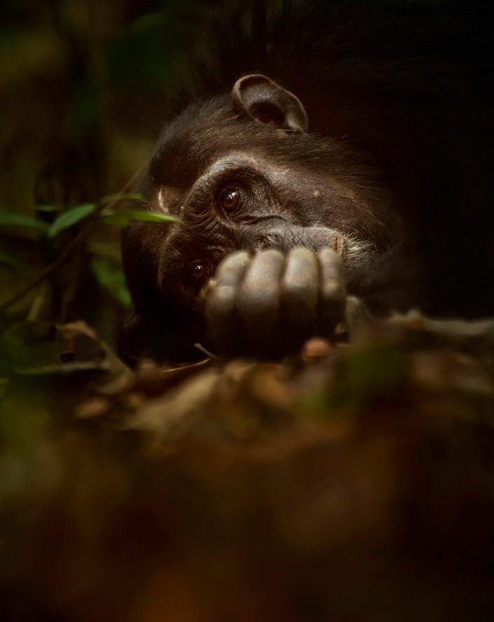 wildlife portrait photography - Chimpanzee Siesta