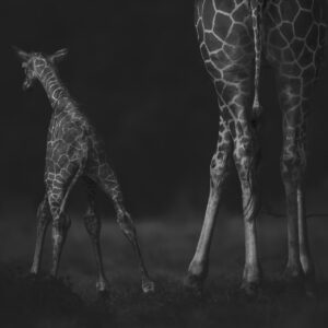 famous African wildlife photographers - baby giraffe photograph