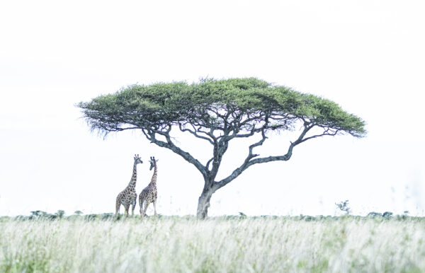 high key wildlife photography - Beneath the Acacia (1)