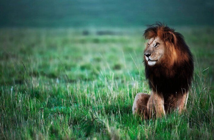 African Wildlife fine art prints - Lion "Notch"