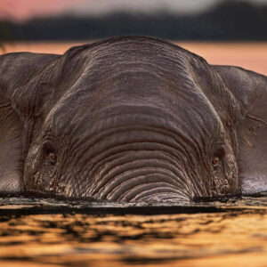 wildlife portrait prints - Swimming Elephant
