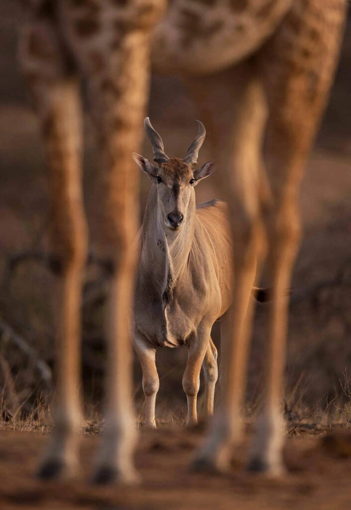 wildlife portraits - Through The Legs