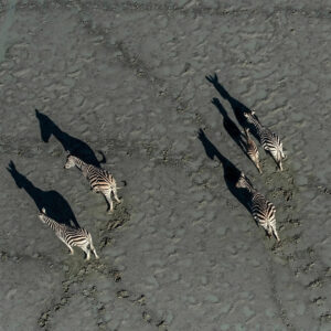 aerial wildlife photography africa
