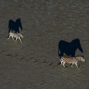 african wildlife photography - zebras