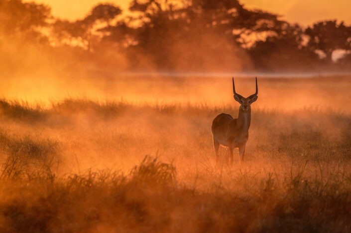 animal scene photo - A Misty Morning