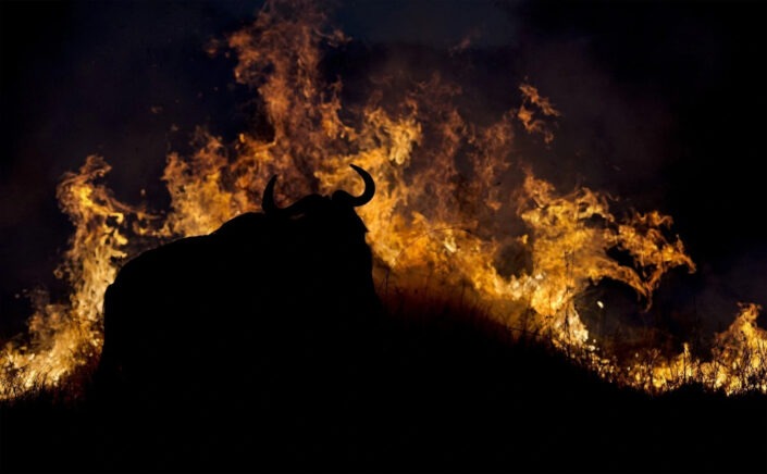 who is the best wildlife photographer in the world? This wildebeest in the flames won an award in the wildlife photographer of the year photo contest