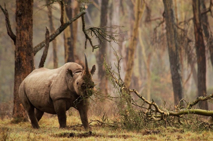 who is the best wildlife photographer in the world? This photo of a black rhino won an award in the endangered category of the wildlife photographer of the year