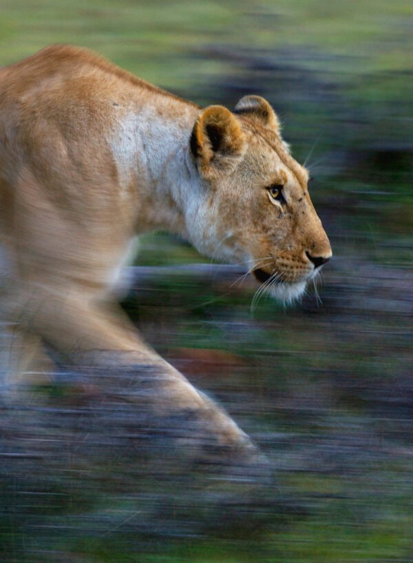 panning wildlife photography - Poetry in Motion