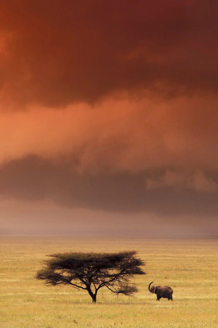 GDT authentic africa print - Serengeti Elephant