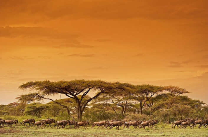 animalscape - Serengeti Migration