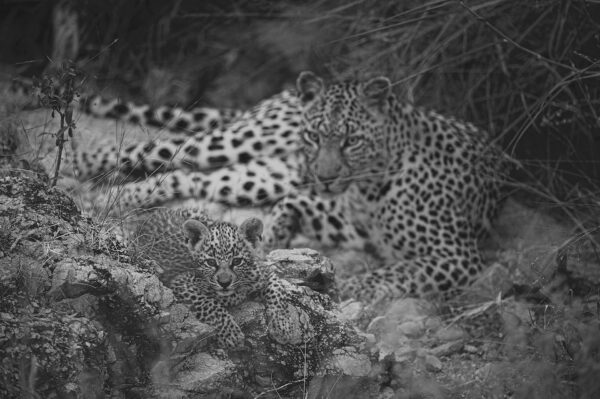 black and white wildlife prints -A Leopard's Den