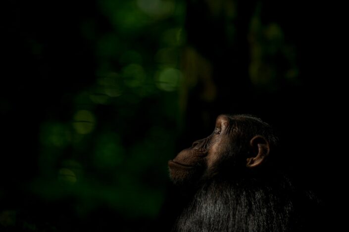 Forest Chimpanzee - Tanzania's Mahale Mountains house the largest population of wild chimpanzees left in the world. As my endangered subject sat in the forest; the light filtered down through the leaves and the dark forest rendered a pleasing bokeh of greens and blacks.