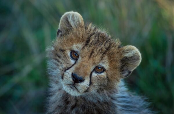 wildlife portrait - Mara Cheetah Cub