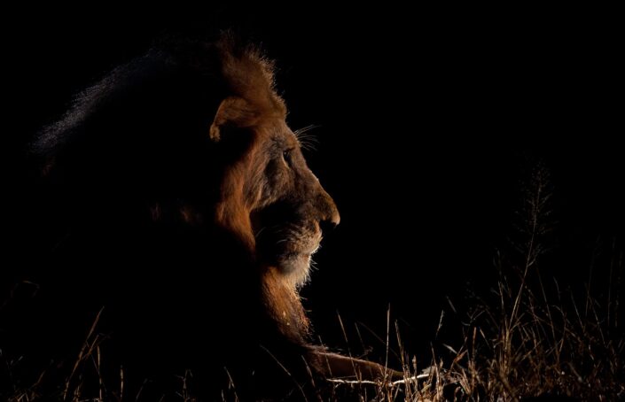 Mufasa - Authentic African Fine art prints