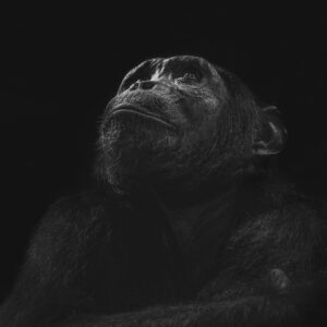 black and white wildlife prints - Primate Ponderings