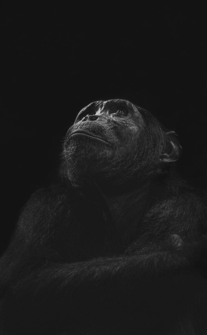 black and white wildlife prints - Primate Ponderings