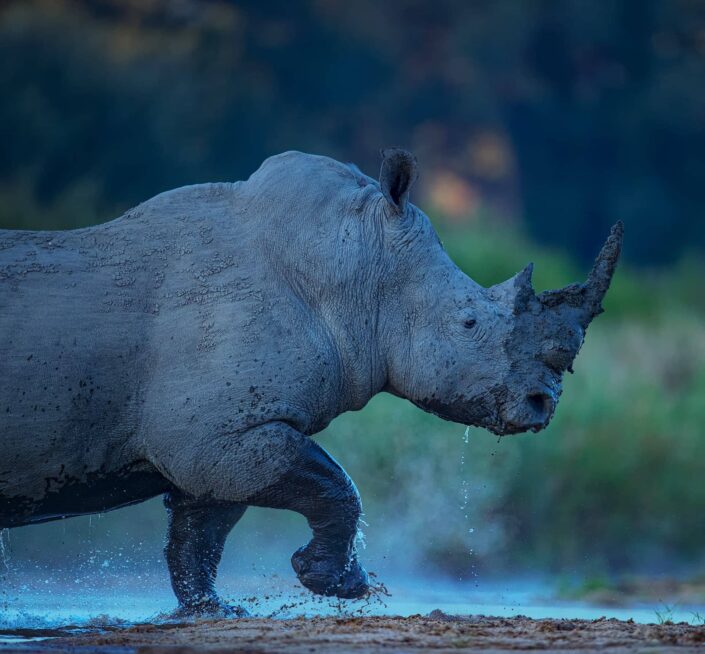 wildlife portrait prints - Rhino River