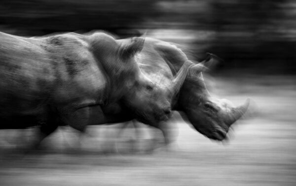 black and white wildlife photographer - Running Rhinos