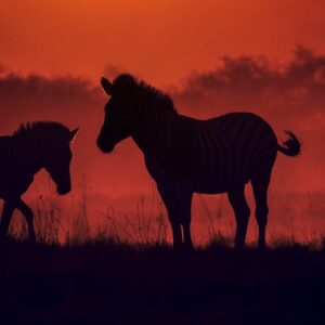 golden hour print - Zebras at dusk