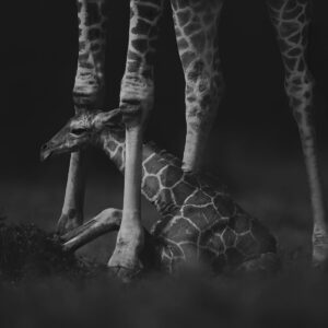 African wildlife photographic artist - A Mother's Protection