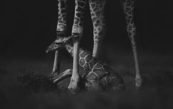African wildlife photographic artist - A Mother's Protection