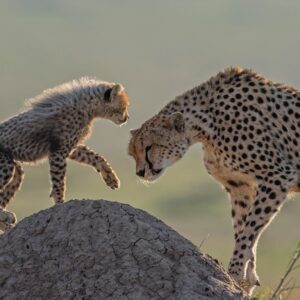 limited edition wildlife print - A Tender Moment - Cheetah