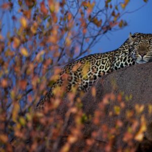 Autumn Leopard wildlife photo art