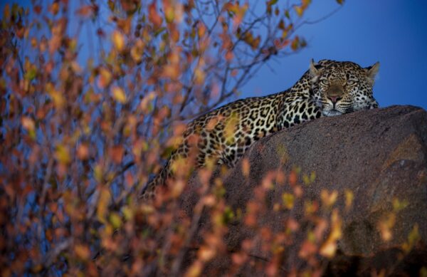 Autumn Leopard wildlife photo art