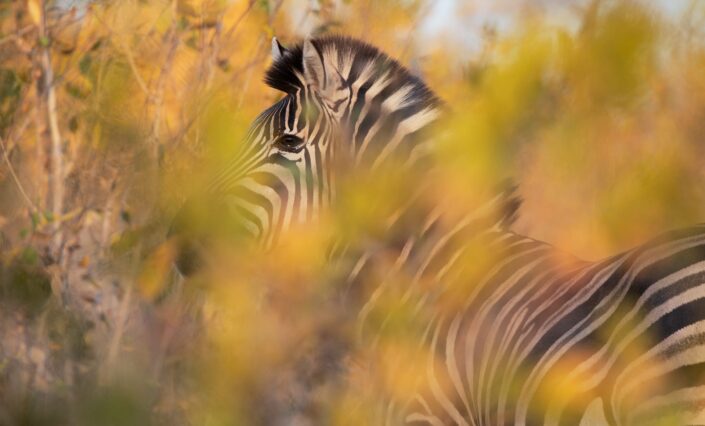 African wildlife art in the fall