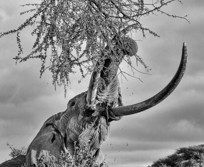 fine art black and white photographers - Elephants in Africa