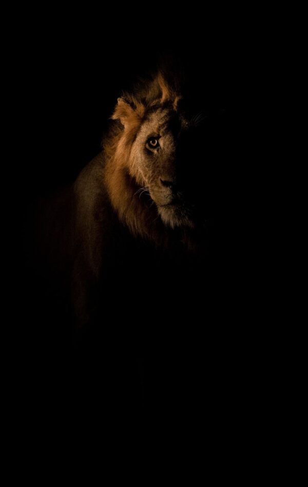 African Lion Photographic fine art print