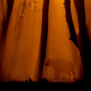 Buffalo Forest - moody african wildlife photography