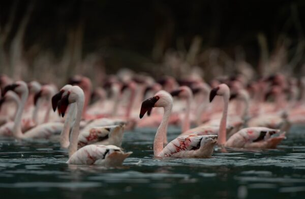 Lake Bagoria flamingo photography