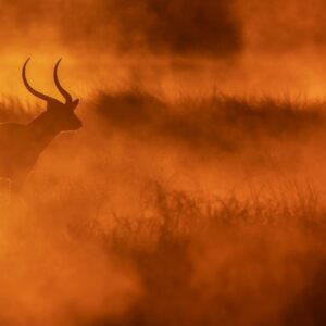 panoramic wildlife photography - Busanga Gold