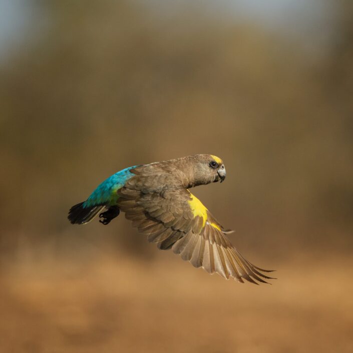 Africa birds in flight