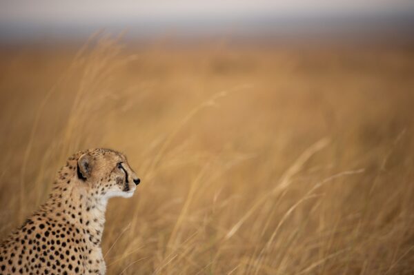 animal-scape - Cheetah Plain