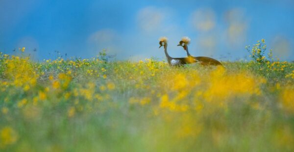 fine art wildlife photography - Crowned Cranes