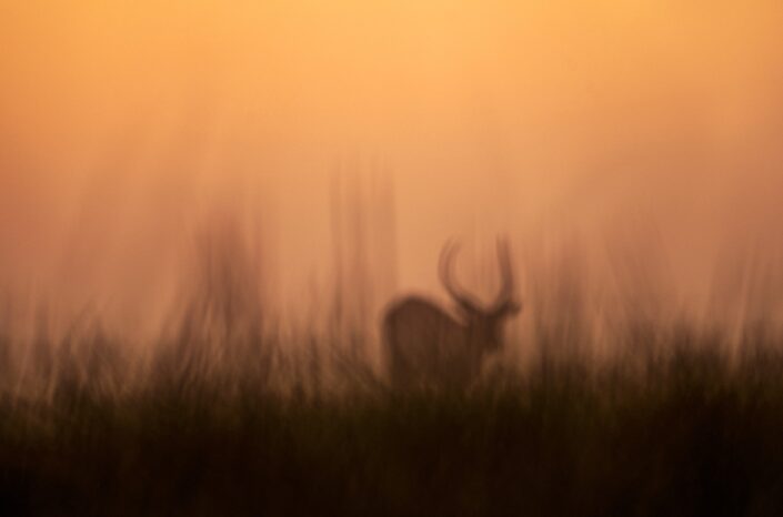 creative wildlife photography - Disappearing Lechwe