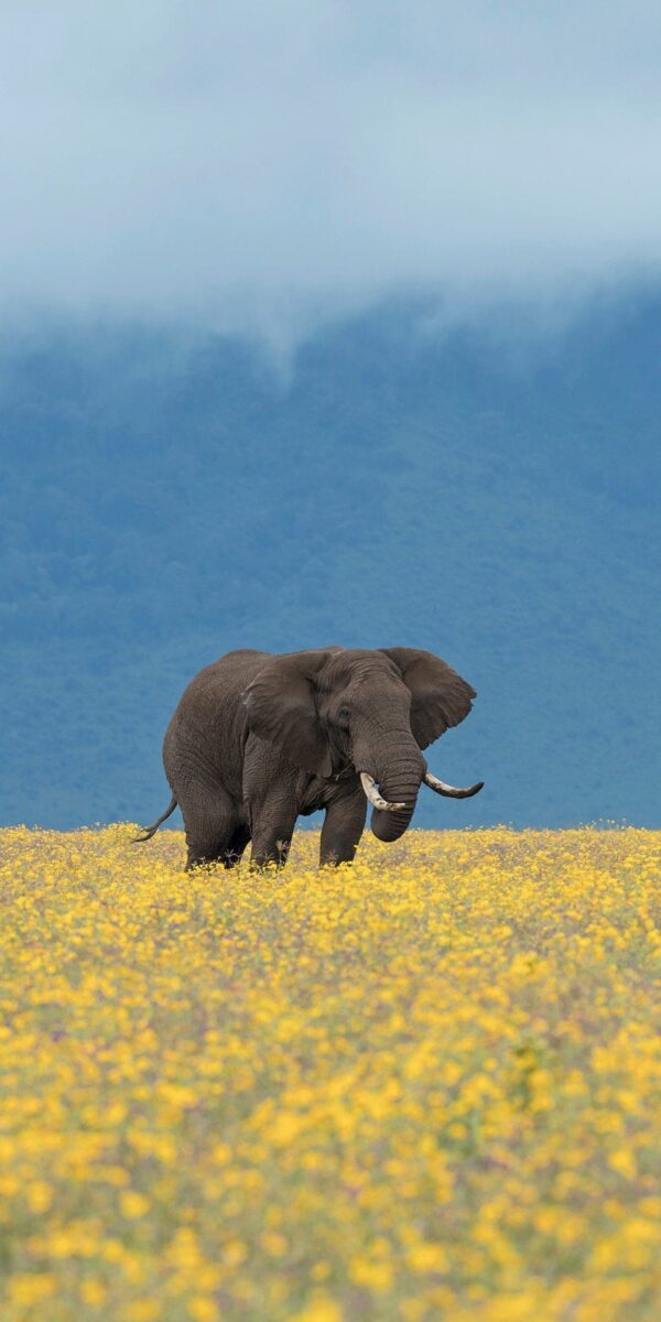 panoramic elephant print - Elephant Bliss