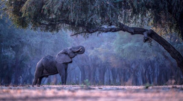 Fine art wildlife print by Greg du Toit - Elephant Forest