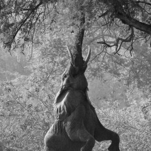 vertical wildlife panoramic print - Elephant Reaching