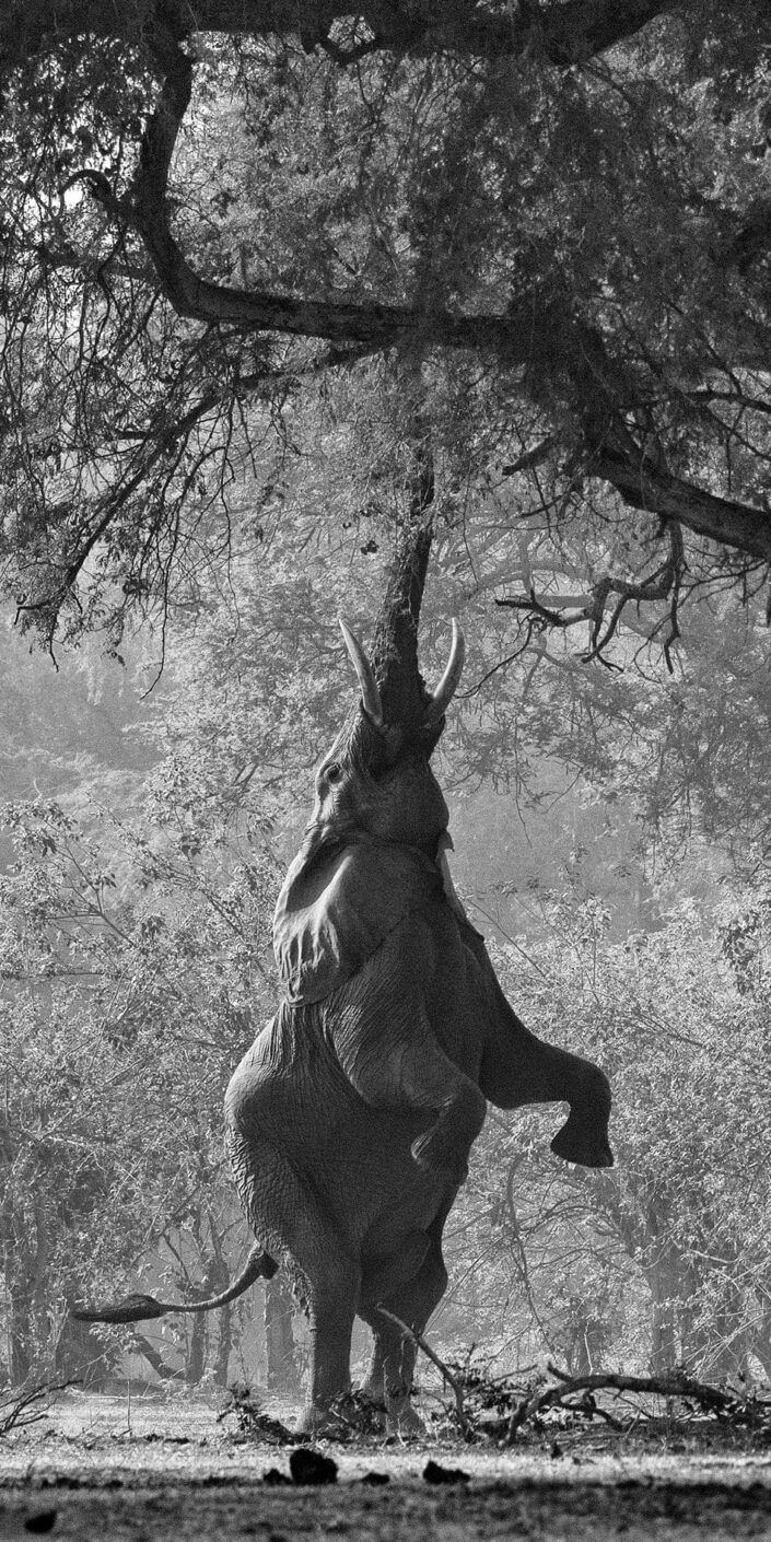 vertical wildlife panoramic print - Elephant Reaching